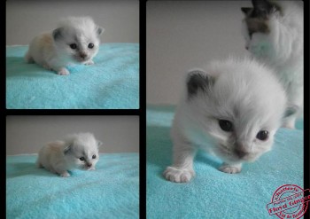 chaton mâle blue point-mitted1 - Chatterie Ragdolls du Val de Beauvoir